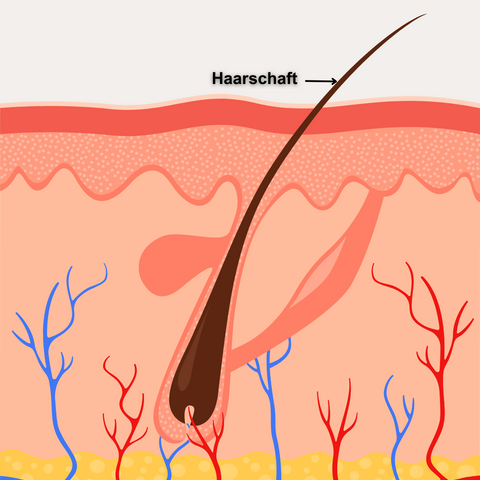 Der Haarschaft